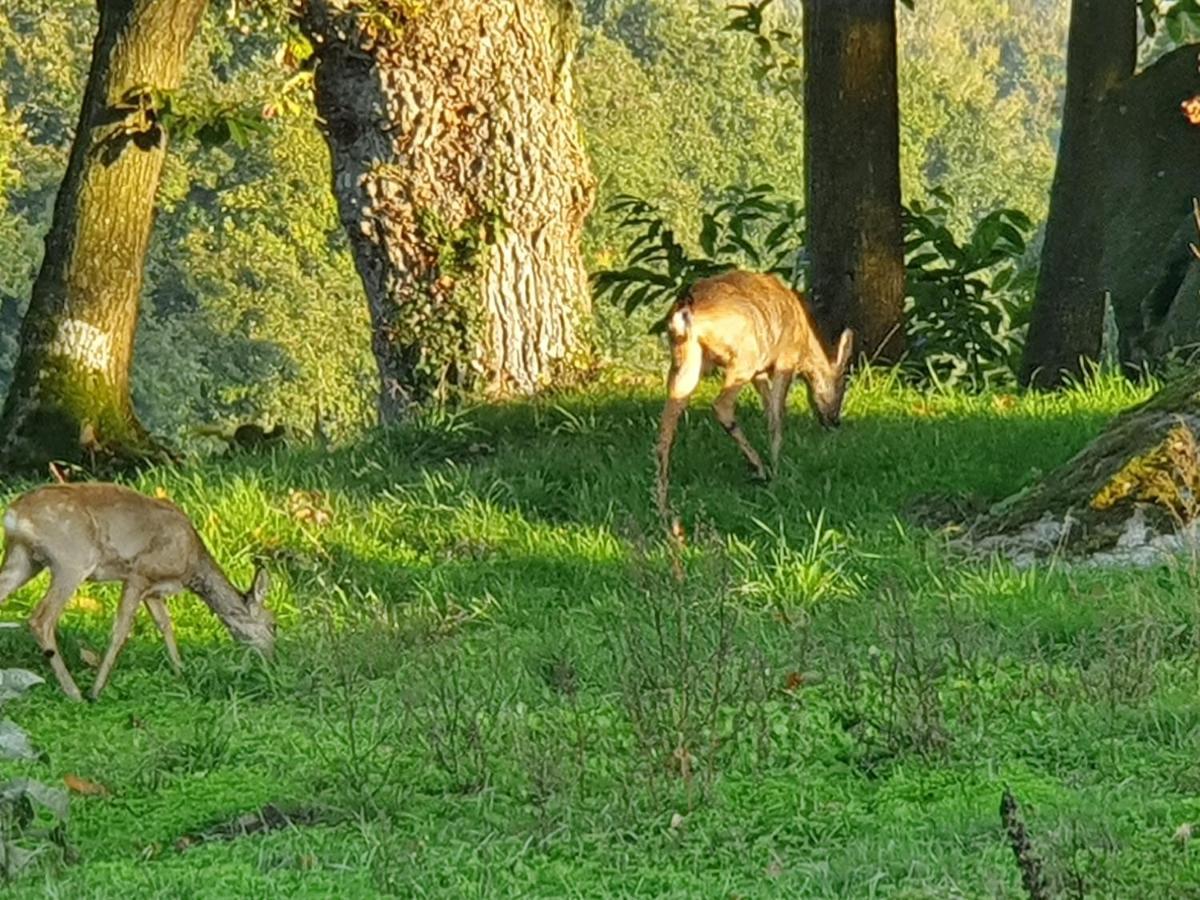 Le Grand Domaine Du Rocher Bonnemain Luaran gambar